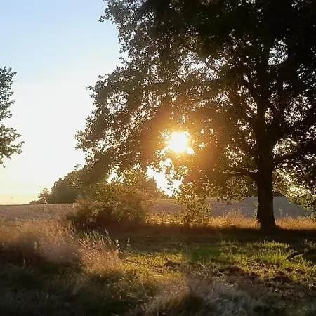 Dammann's Hof * Bispingen